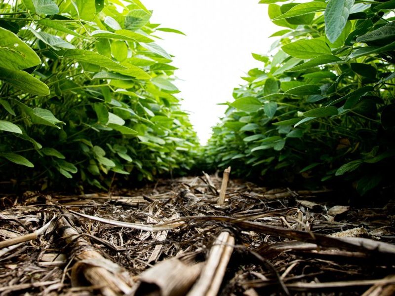 Agricultura regenerativa precisa sair do discurso e entrar nos indicadores, diz especialista