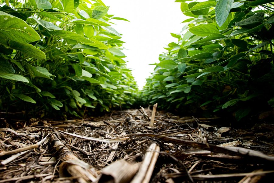 Agricultura regenerativa precisa sair do discurso e entrar nos indicadores, diz especialista