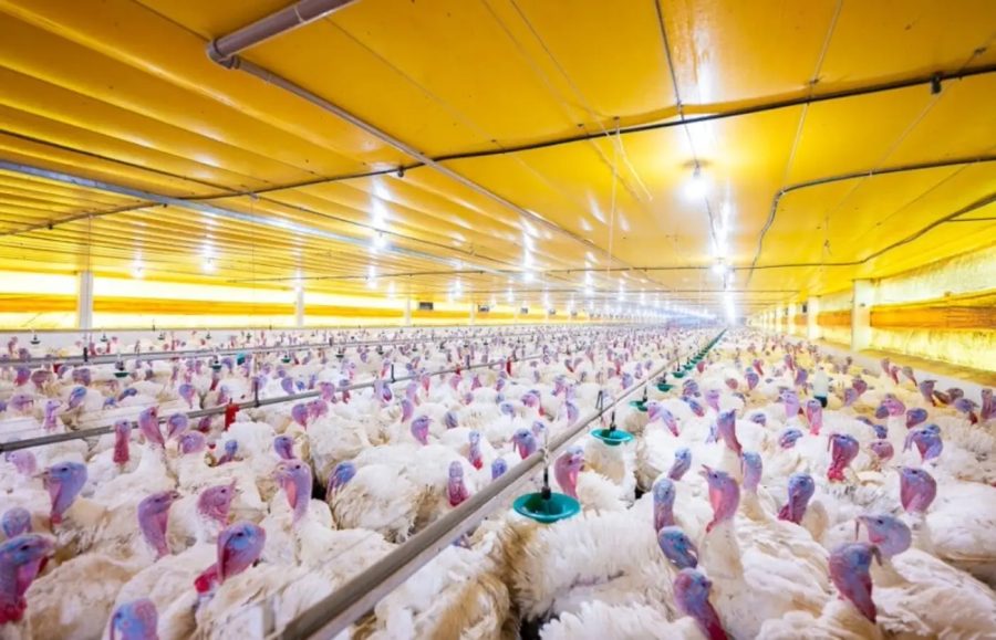 Após confirmação de surto, países suspendem compras de aves brasileiras