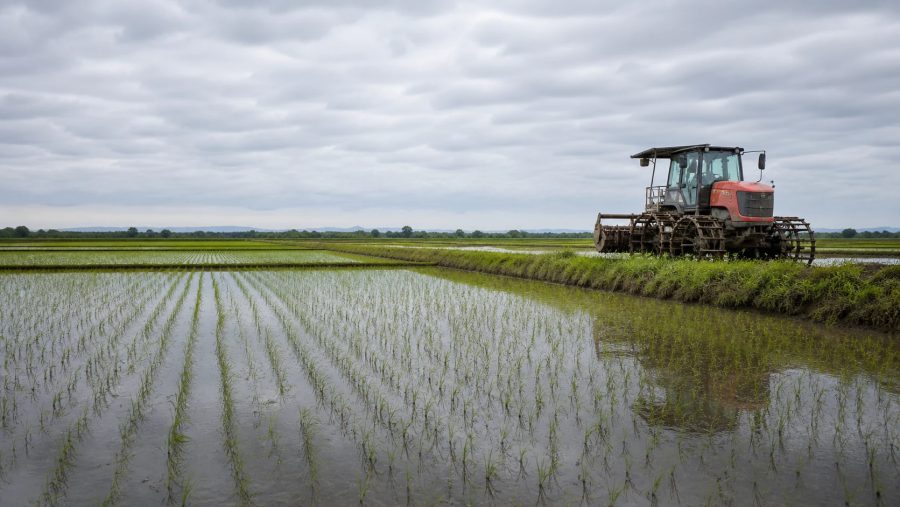 Após mês de alta, mercado de arroz perde o ritmo em outubro