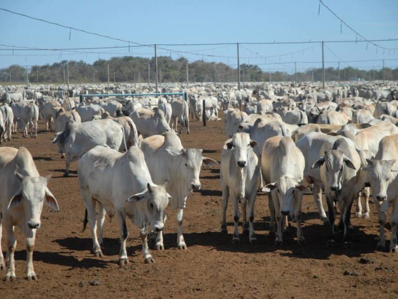 Boi gordo: mercado desacelera após sequência de recordes na arroba