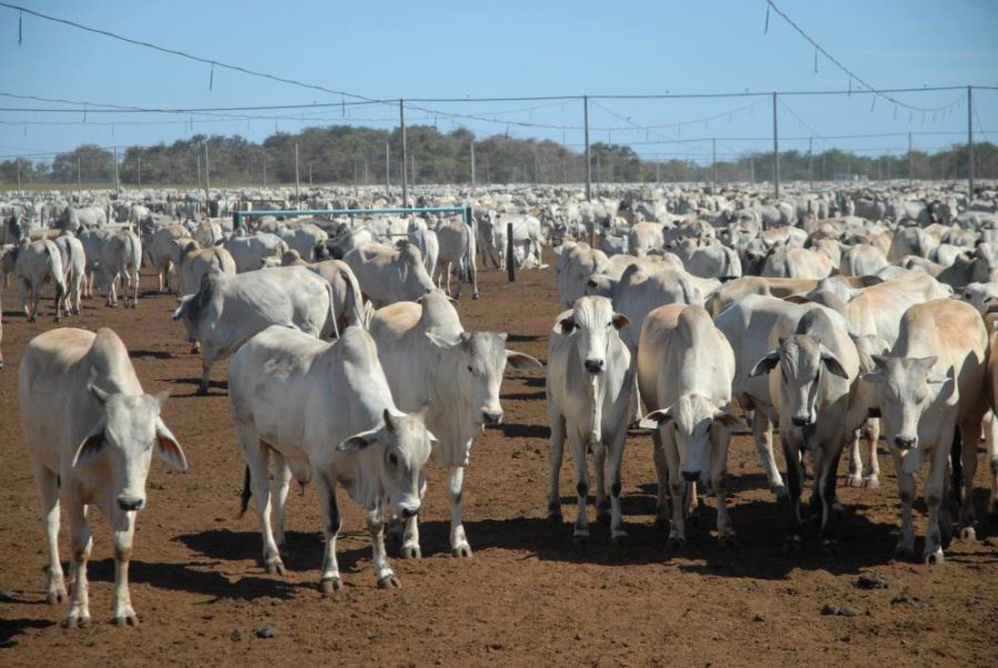 Após sequência de recordes, mercado do boi gordo perde força no início da semana