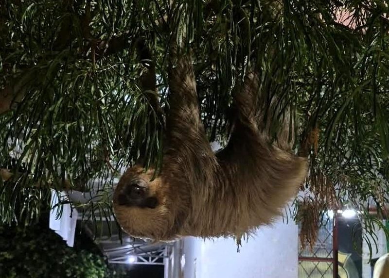 Bombeiros resgatam arara e bicho-preguiça em Alta Floresta