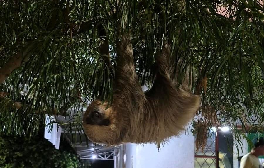 Arara-vermelha e bicho-preguiça são resgatados em áreas de risco de Alta Floresta