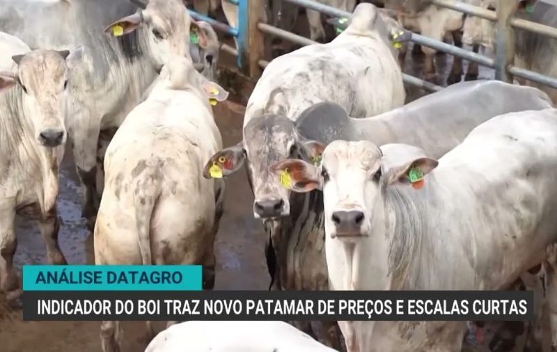 Boi gordo se aproxima de R$ 380 por arroba com oferta restrita e demanda externa
