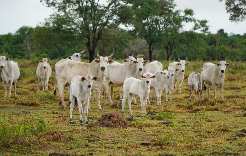 Exportação de carne bovina em MT cresce 2.242% em 25 anos