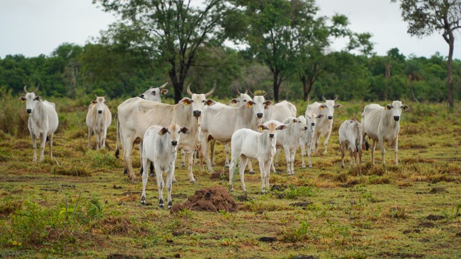 Com certificação de livre de febre aftosa há 25 anos, MT aumenta em 2.242% as exportações de carne bovina