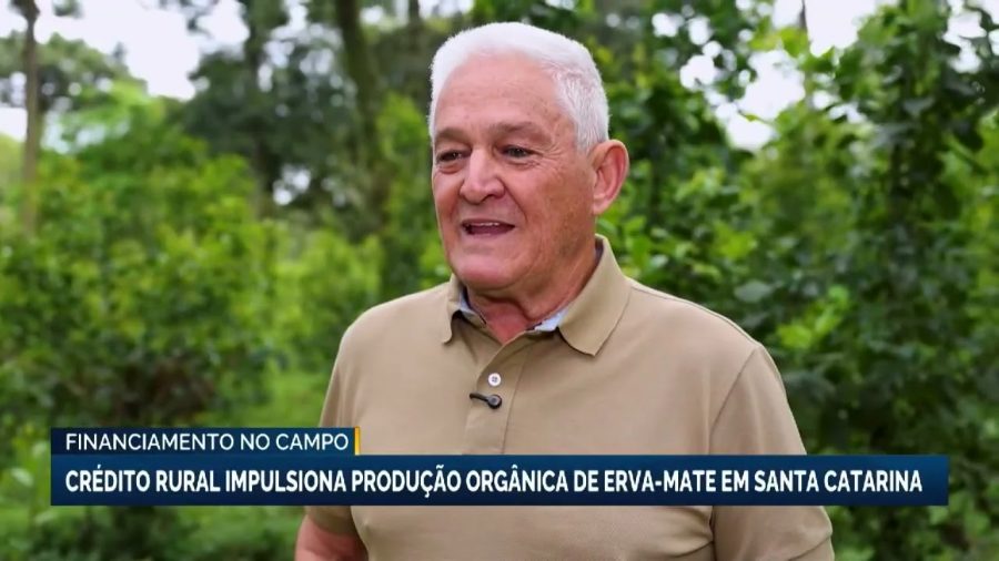 Crédito rural impulsiona produção orgânica de erva-mate em SC