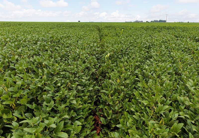 Custo total da safra de soja em Mato Grosso sobe 6,9%