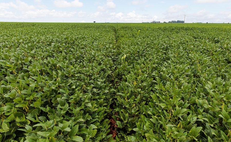 Custo total da safra de soja em Mato Grosso sobe 6,9%