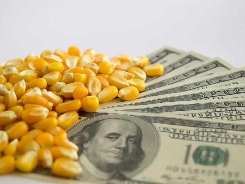 Dólar mais alto deve favorecer preços do milho nos portos e na B3
