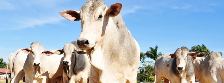 Engenharia genética avança para criar bovinos tolerantes ao calor