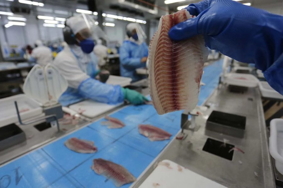 Exportação de tilápia sobe 32%, mas setor enfrenta crise de custos