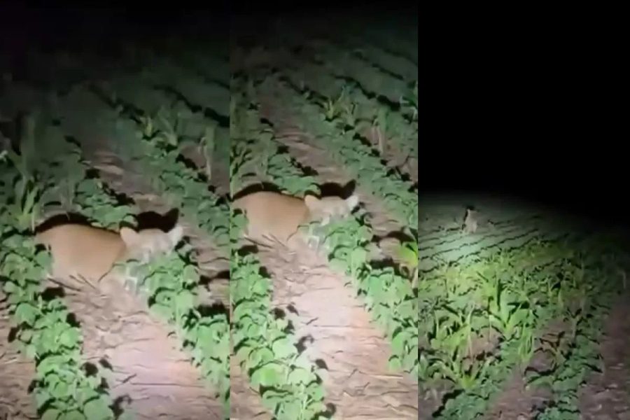 Onça-parda é flagrada em lavoura de soja no interior de Mato Grosso
