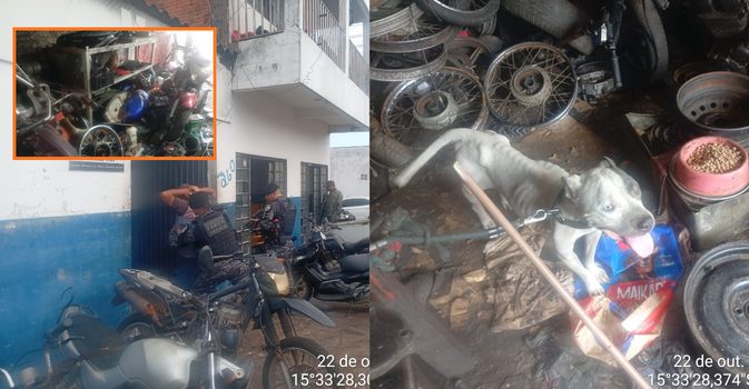 Oficina é interditada por maus-tratos a cães em Primavera do Leste
