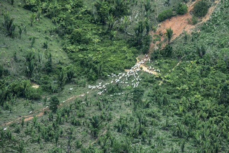 Terra Indígena Piripkura: Justiça decreta despejo