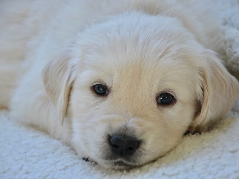 Mulher pede licença-maternidade para cuidar de filhote de cachorro