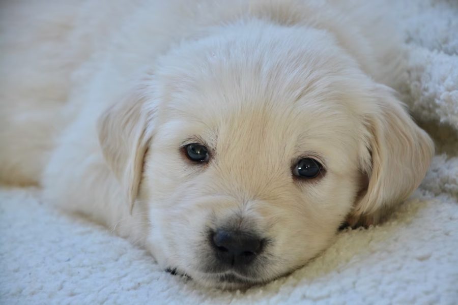 ‘Mãe de primeira viagem’: mulher exige licença-maternidade após adotar cachorro