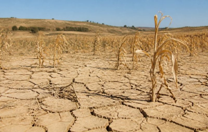 Calor de até 41°C ameaça lavouras no Piauí