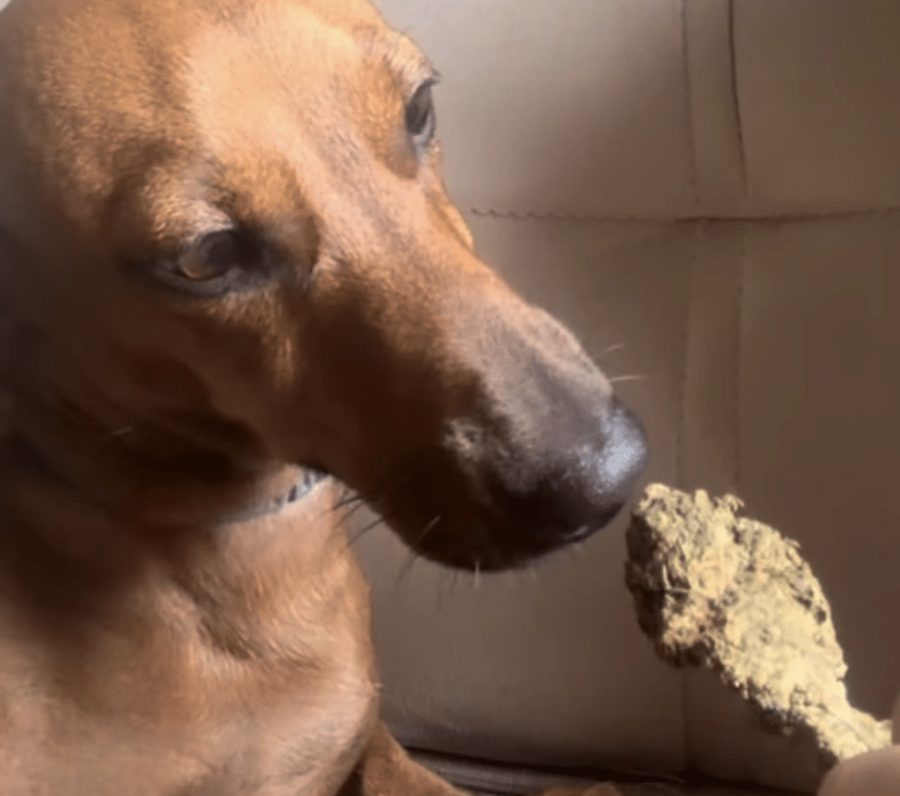 Sorriso: mulher é presa após postar foto dando droga a cão