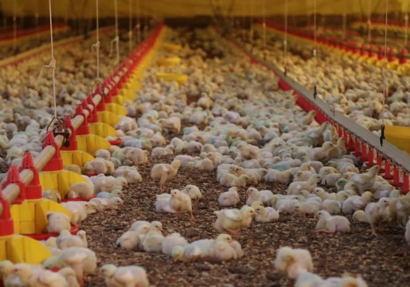 Newcastle: resposta sanitária será decisiva para retomada das exportações, avalia analista