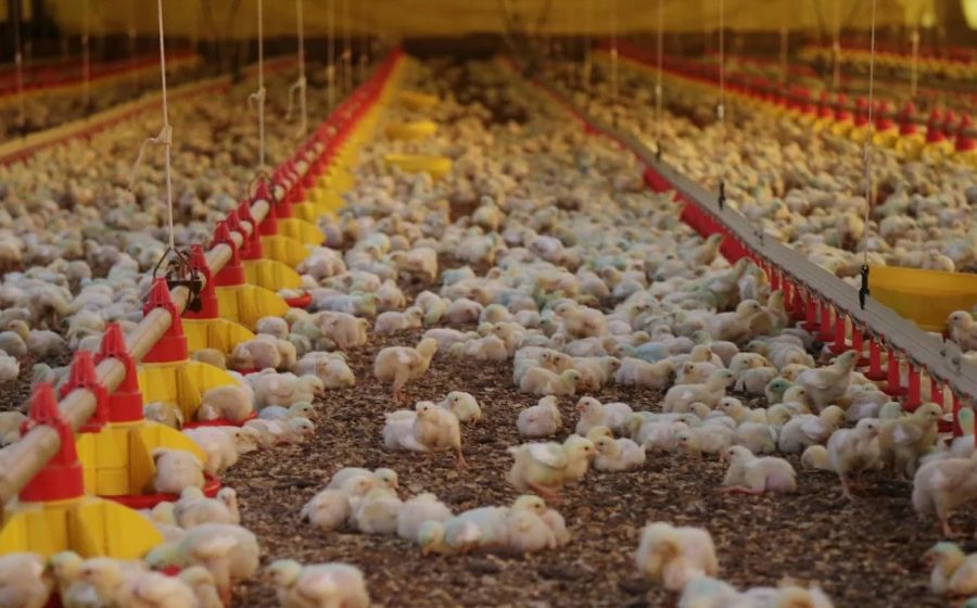 Newcastle: resposta sanitária será decisiva para retomada das exportações, avalia analista