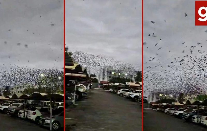 Andorinhas invadem Cuiabá em migração e combatem mosquitos