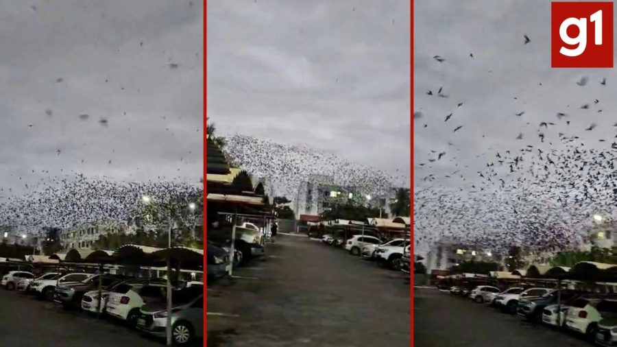 Nuvem de andorinhas em condomínio de Cuiabá: biólogo explica a rota das aves e como elas ajudam a combater mosquitos