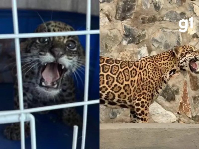 Onça-pintada resgatada filhote em MT vai para santuário em MG