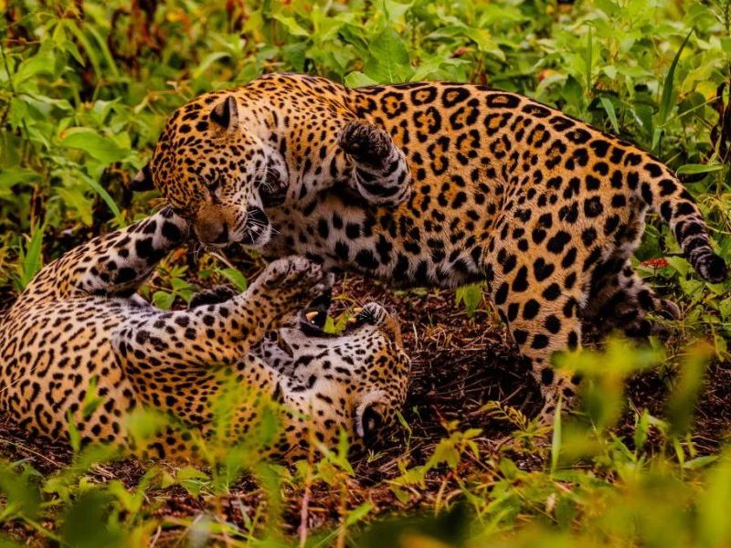 Turismo da onça-pintada no Pantanal ganha estudo de impacto econômico