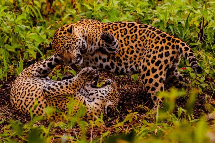 Pesquisa inédita avalia impacto econômico e social do turismo da onça-pintada no Pantanal