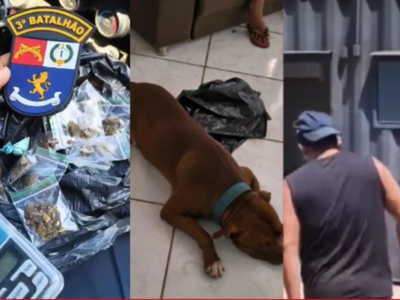 Pitbull solto leva PM a esconderijo de drogas em Cuiabá
