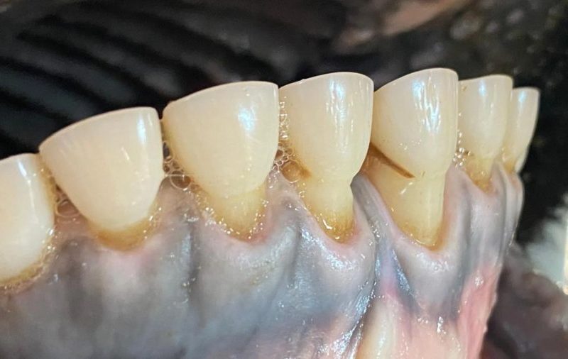 Por que o boi não tem dentes superiores na parte da frente?