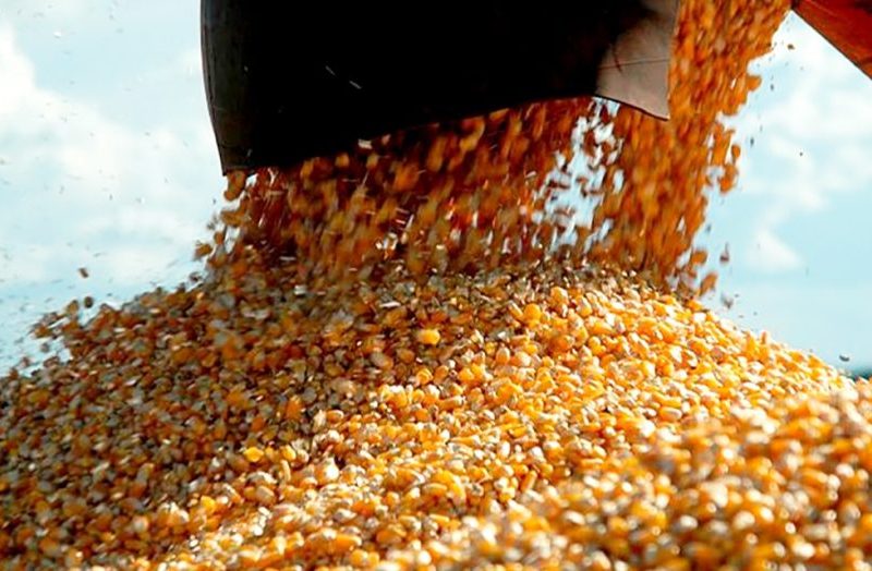 Preço do milho disponível em Mato Grosso cai 2,5%