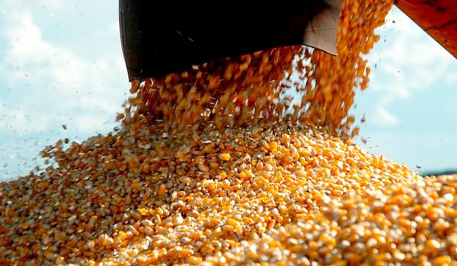 Preço do milho disponível em Mato Grosso cai 2,5%