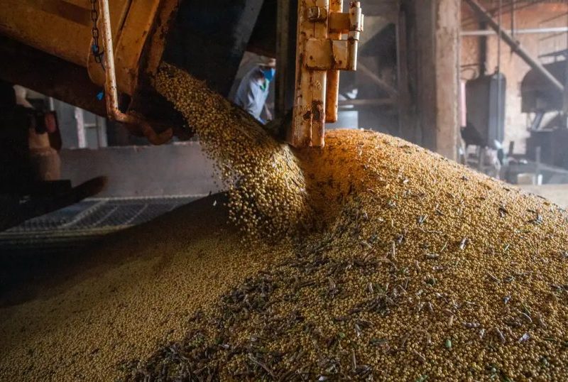 Safra de grãos no Brasil deve superar 367 milhões de toneladas