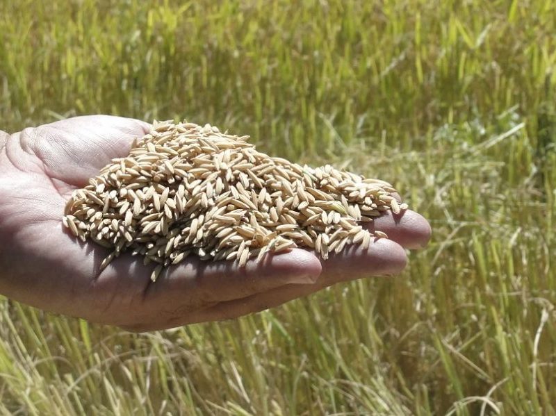 Licenciamento ambiental do arroz em SC gera alerta sobre preços