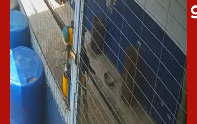 VÍDEO: arara abre cadeado e foge com outra em MT; uma é resgatada após seis dias