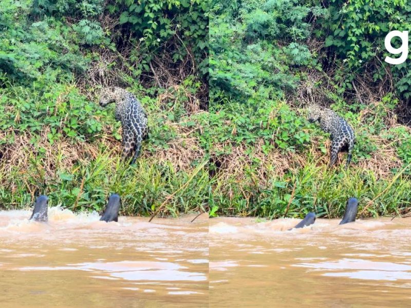 Ariranhas expulsam onça-pintada em rio do Pantanal