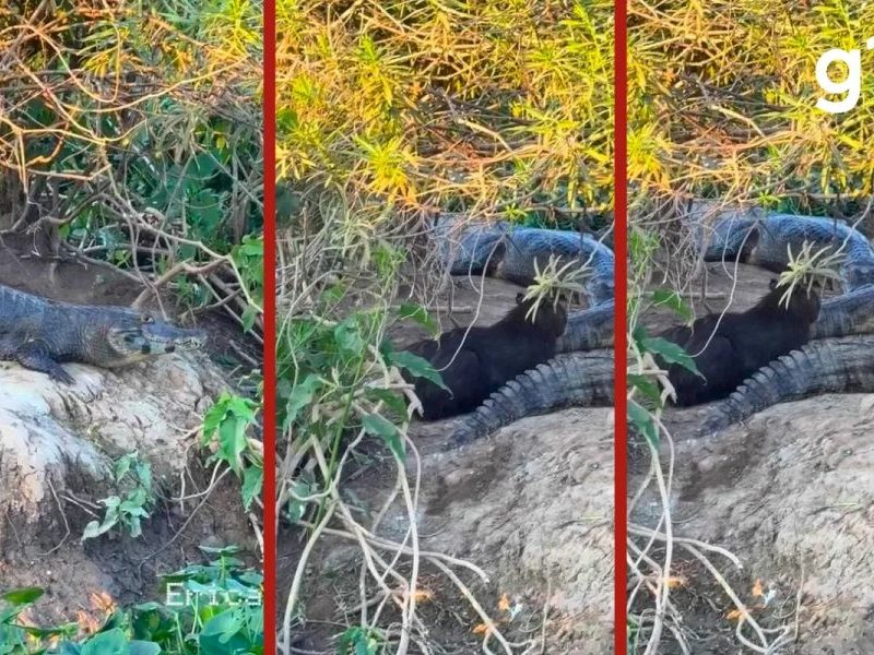 Capivara relaxa entre jacarés no Pantanal e viraliza na web