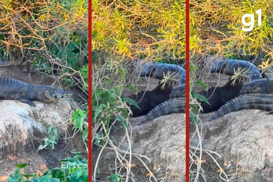 VÍDEO: capivara descansa entre jacarés na Transpantaneira em MT; biólogo explica comportamento