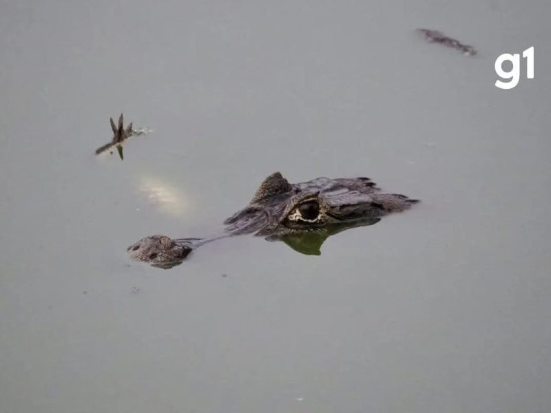 Cena rara: jacaré é visto devorando outro no Pantanal de MT