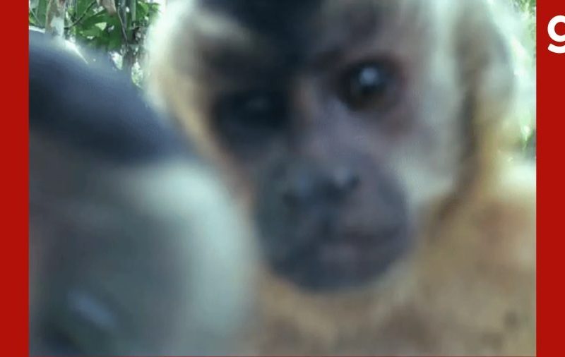 VÍDEO: macacos-pregos ‘brincam’ com câmera de monitoramento em MT