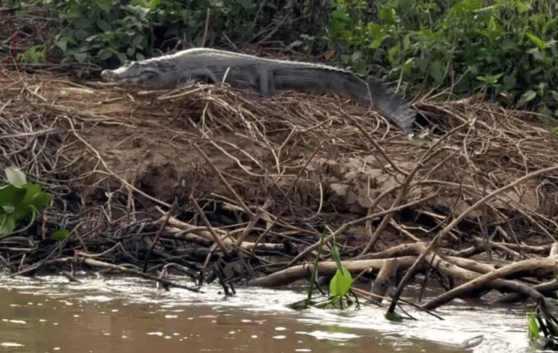 VÍDEO: onça-pintada ataca jacaré, mergulha em rio e vence disputa no Pantanal de MT